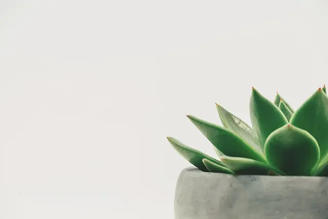 5 Projets de Nouvelle Vie à Envisager pour un Épanouissement Durable