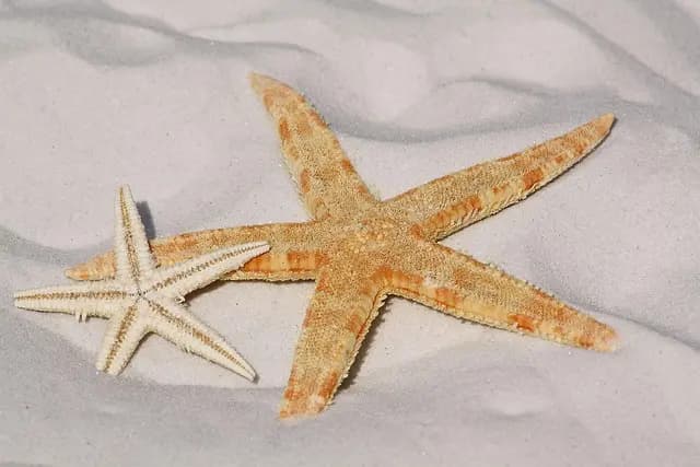 5 Projets de Nouvelle Vie à Envisager pour Évoluer et S'Épanouir